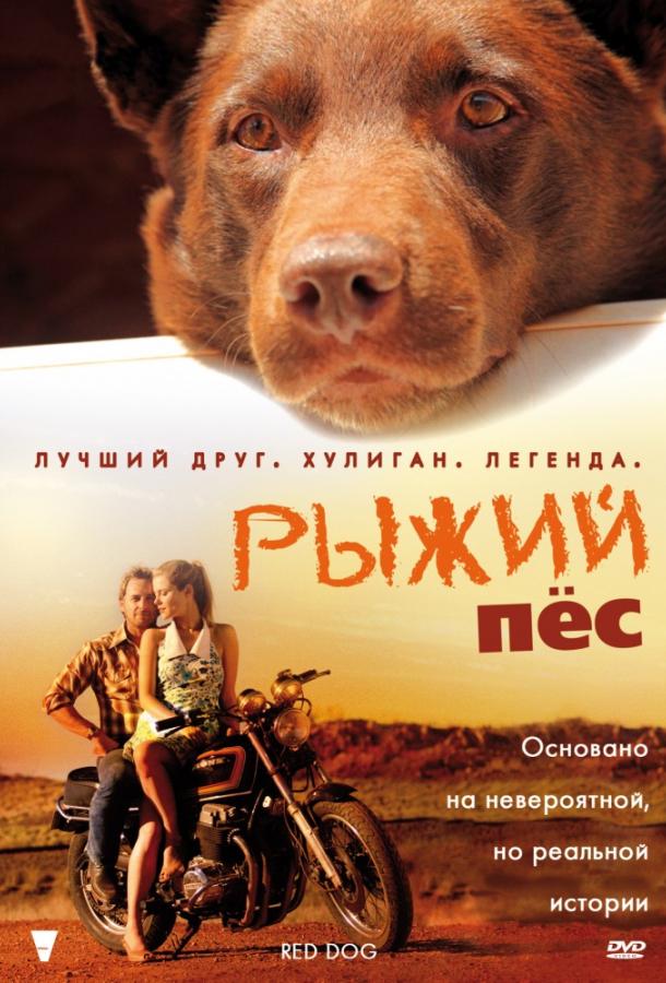 Рудий пес